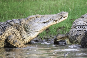 Z Zanzibaru: wycieczka 1-dniowa safari do Mikumi samolotem
