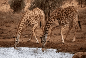 Z Zanzibaru: wycieczka 1-dniowa safari do Mikumi samolotem