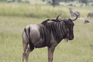 Z Zanzibaru: wycieczka 1-dniowa safari do Mikumi samolotem