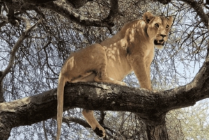 Z Zanzibaru: wycieczka 1-dniowa safari do Mikumi samolotem