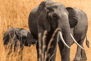 Z Zanzibaru: wycieczka 1-dniowa safari do Mikumi samolotem