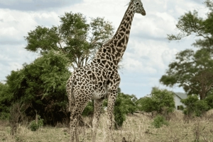 Z Zanzibaru: wycieczka 1-dniowa safari do Mikumi samolotem