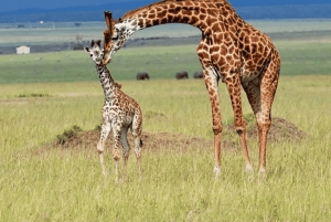 Z Zanzibaru: wycieczka 1-dniowa safari do Mikumi samolotem