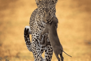 Z Zanzibaru: wycieczka 1-dniowa safari do Mikumi samolotem