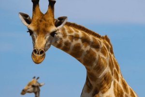 Z Zanzibaru: wycieczka 1-dniowa safari do Mikumi samolotem