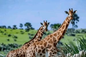 Z Zanzibaru: wycieczka 1-dniowa safari do Mikumi samolotem