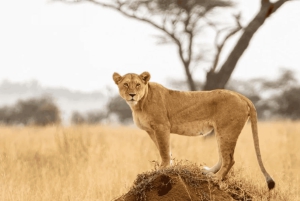 Z Zanzibaru: wycieczka 1-dniowa safari do Mikumi samolotem