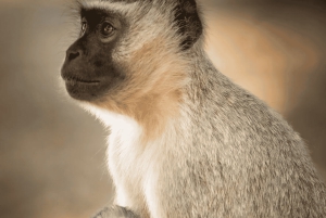 Z Zanzibaru: wycieczka 1-dniowa safari do Mikumi samolotem