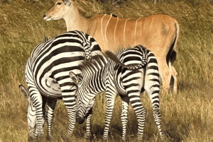 Z Zanzibaru: wycieczka 1-dniowa safari do Mikumi samolotem