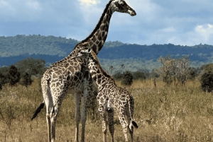 Z Zanzibaru: wycieczka 1-dniowa safari do Mikumi samolotem