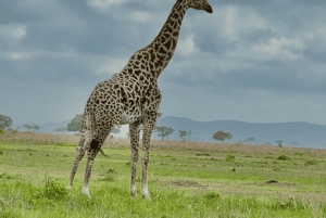 Z Zanzibaru: wycieczka 1-dniowa safari do Mikumi samolotem