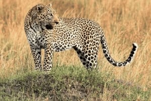 Au départ de Zanzibar : excursion safari d'une journée à Mikumi en avion