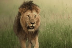 Au départ de Zanzibar : excursion safari d'une journée à Mikumi en avion