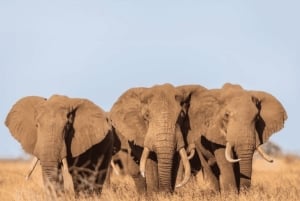 Au départ de Zanzibar : excursion safari d'une journée à Mikumi en avion