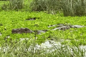 Au départ de Zanzibar : excursion safari d'une journée à Mikumi en avion