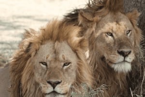 Au départ de Zanzibar : excursion safari d'une journée à Mikumi en avion