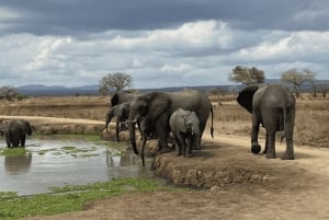 Au départ de Zanzibar : excursion safari d'une journée à Mikumi en avion