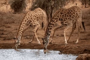 Au départ de Zanzibar : excursion safari d'une journée à Mikumi en avion