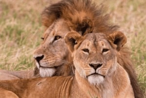 Au départ de Zanzibar : excursion safari d'une journée à Mikumi en avion