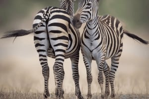Au départ de Zanzibar : excursion safari d'une journée à Mikumi en avion