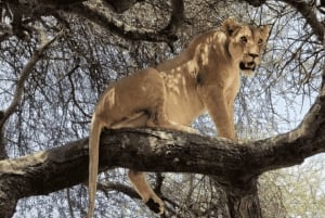 Au départ de Zanzibar : excursion safari d'une journée à Mikumi en avion