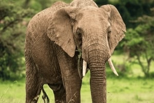 Au départ de Zanzibar : excursion safari d'une journée à Mikumi en avion