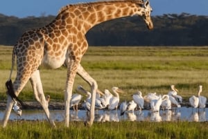 Au départ de Zanzibar : excursion safari d'une journée à Mikumi en avion