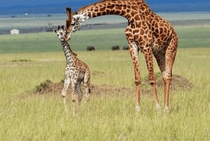 Au départ de Zanzibar : excursion safari d'une journée à Mikumi en avion