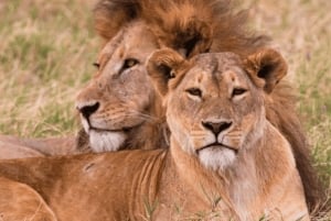 Au départ de Zanzibar : excursion safari d'une journée à Mikumi en avion