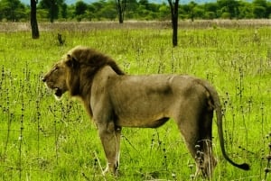 Au départ de Zanzibar : excursion safari d'une journée à Mikumi en avion