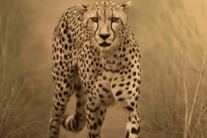 Au départ de Zanzibar : excursion safari d'une journée à Mikumi en avion