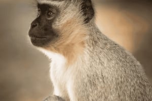 Au départ de Zanzibar : excursion safari d'une journée à Mikumi en avion