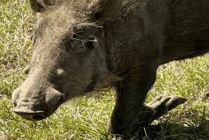Au départ de Zanzibar : excursion safari d'une journée à Mikumi en avion
