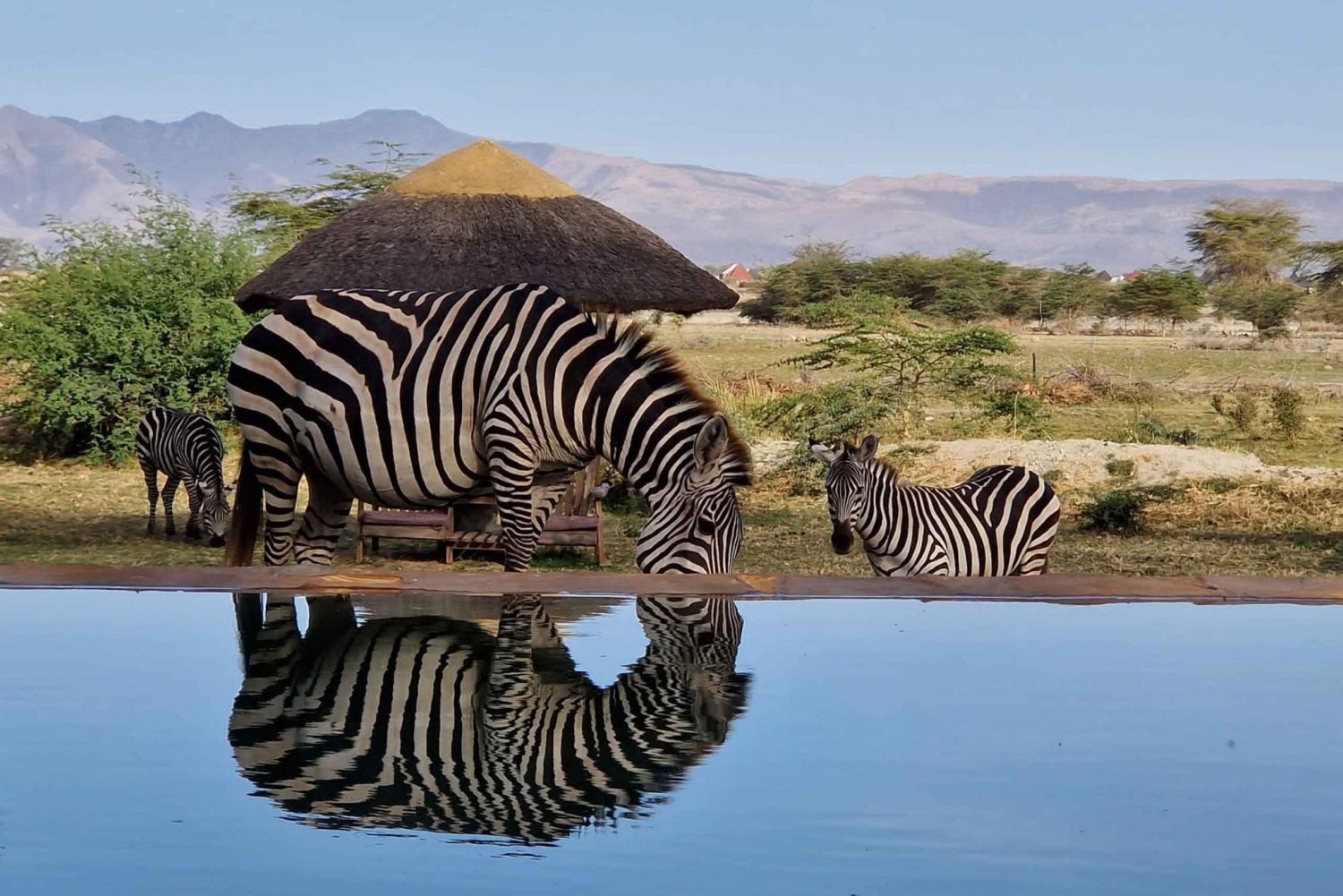 From Zanzibar: Safari Experience & Breathtaking Lake Natron
