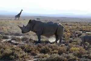Zanzibar: 4 päivän safarimatka upealle Natronjärvelle