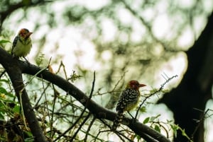 Zanzibar: 4 päivän safarimatka upealle Natronjärvelle
