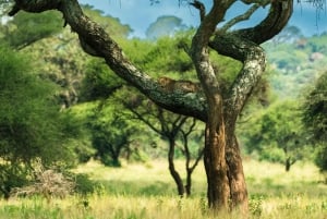 Zanzibar: 4 päivän safarimatka upealle Natronjärvelle