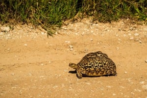 Zanzibar: 4 päivän safarimatka upealle Natronjärvelle