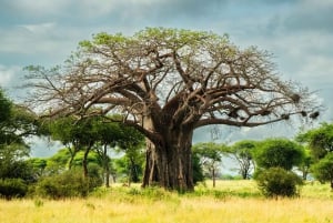 Zanzibar: 4 päivän safarimatka upealle Natronjärvelle
