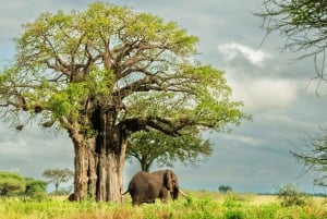 Zanzibar: 4 päivän safarimatka upealle Natronjärvelle