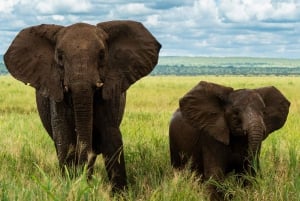 Zanzibar: 4 päivän safarimatka upealle Natronjärvelle