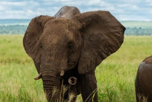 Zanzibar: 4 päivän safarimatka upealle Natronjärvelle