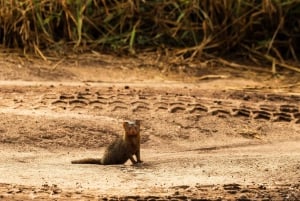 Zanzibar: 4 päivän safarimatka upealle Natronjärvelle