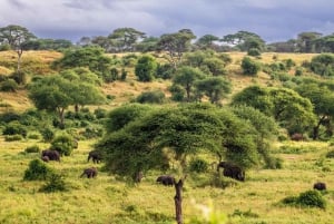 Zanzibar: 4 päivän safarimatka upealle Natronjärvelle