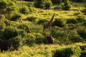 Zanzibar: 4 päivän safarimatka upealle Natronjärvelle
