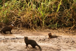 Zanzibar: 4 päivän safarimatka upealle Natronjärvelle