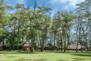 Zanzibar: 4 päivän safarimatka upealle Natronjärvelle