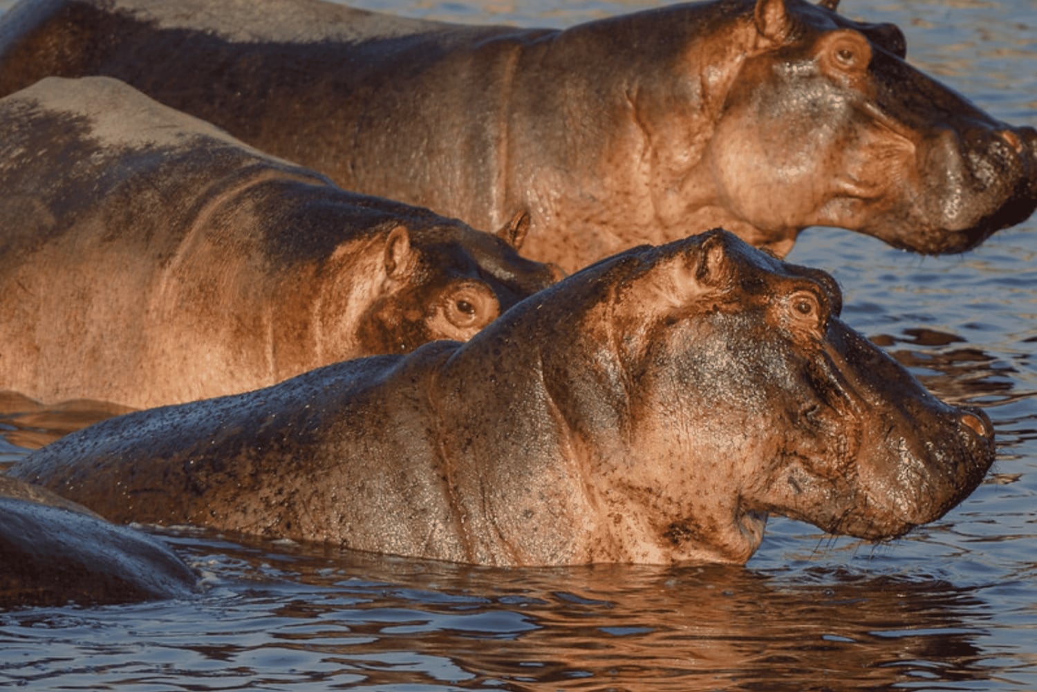 Von Sansibar: 2-tägige Safari im Selous und Maasai-Dorf mit der Fähre
