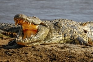 Von Sansibar: 2-tägige Safari im Selous und Maasai-Dorf mit der Fähre