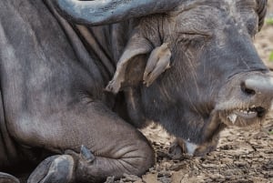 Von Sansibar: 2-tägige Safari im Selous und Maasai-Dorf mit der Fähre